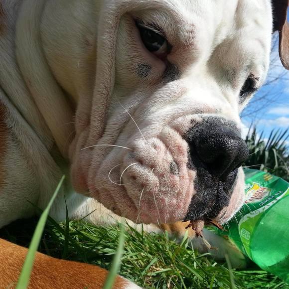 Meet your Posher, Eva - Picture 1 of 1